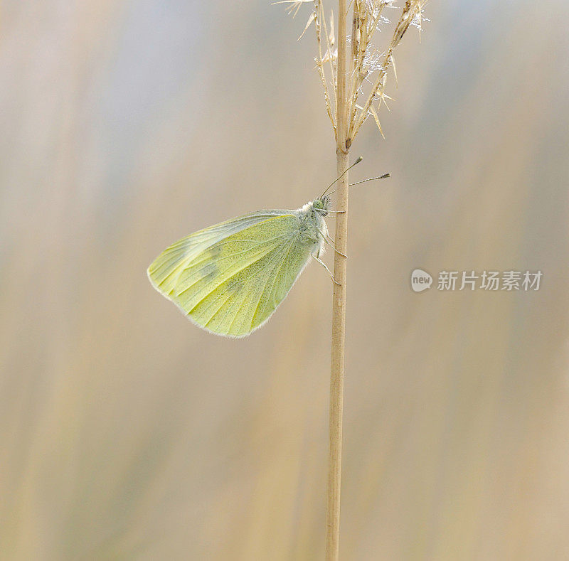 白蝴蝶(Pieris brassicae)